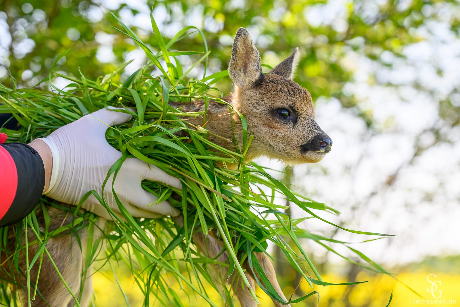 Eine behandschuhte Hand hält ein in Gras gewickeltes Rehkitz, das in die Kamera blickt – Rehkitz wird von Helfer in Gras geborgen